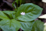 Pacific Starflower (Trientalis latifolia)