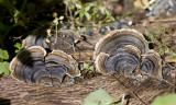 Turkeytail mushrooms on fallen log