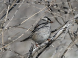 White-crowned Sparrow