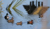 Mallards, Cinnamon Teal, Ruddy Duck