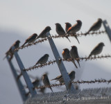 House Finches