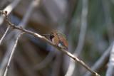 Allens Hummingbird