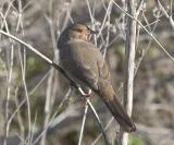 California Towhee