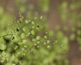 California Maidenhair (Adiantum jordanii)