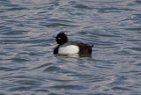 Lesser Scaup