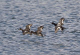 Lesser Scaup flying
