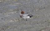 Eurasian Wigeon