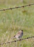 Savannah Sparrow