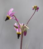 Shooting Star (dodecatheon)