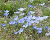 Baby Blue Eyes (Nemophila menziesii)