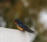 Barn Swallow