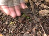 Baby California Newt on the Bear Meadow Trail at Picchetti Ranch