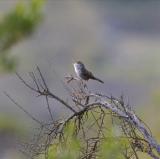 Bewicks Wren singing