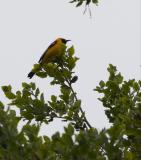 Hooded Oriole at McClellan Ranch