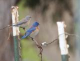 Western Bluebird pair at Arastradero Preserve