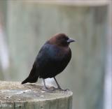 Brown-headed Cowbird, the duck pond at Palo Alto Baylands