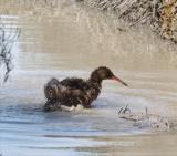 Clapper Rail, Rail Alley at Palo Alto Baylands