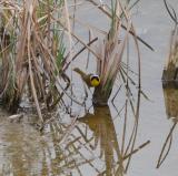 Common Yellowthroat, Coast Casey Forebay at Charleston Slough