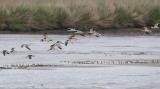 Black Skimmers at Charleston Slough