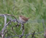 House Wren at Grant Ranch Park