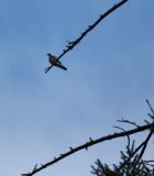 Band-tailed Pigeon