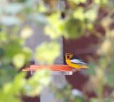 Bullocks Oriole on feeder at McClellan Ranch