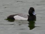 Lesser Scaup on the duck pond