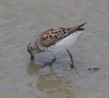 Western Sandpiper