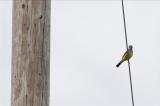 Western Kingbird