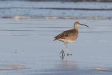 Whimbrel on the shore