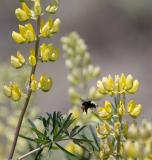 Yellow Bush Lupine and Bumblebee
