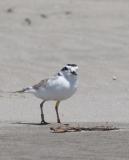 Snowy Plover