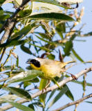 Common Yellowthroat