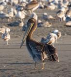 Brown Pelican preening