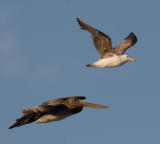 Brown Pelican and Western(?) Gull