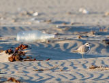 Snowy Plover and bottle