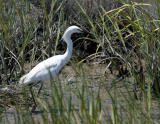 Snowy Egret