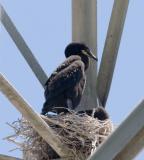 Immature Double-crested Cormorant