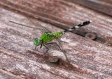 Eastern Pondhawk (Erythemis simplicicollis)