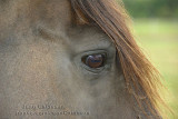 Cheval / Horse