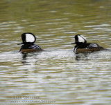 Harle couronné ( Hooded Merganser )