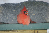 Cardinal rouge  Northern Cardinal