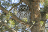Nyctale de Tengmalm  23 - 35 cm  (Boreal Owl )