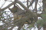 Grand Duc d'Amérique - Great Horned Owl