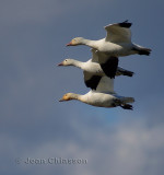 Oies Geese in Flight