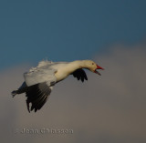 Oies Geese  in Flight