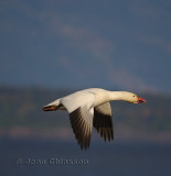 Oies Geese  in Flight  (1of 5 )