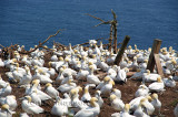 Fou de Bassan - Northern Gannet