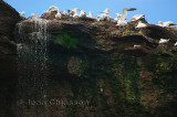 Fou de Bassan - Northern Gannet