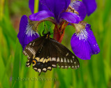 Papillon Parc Nature de Pointe-aux-Outardes